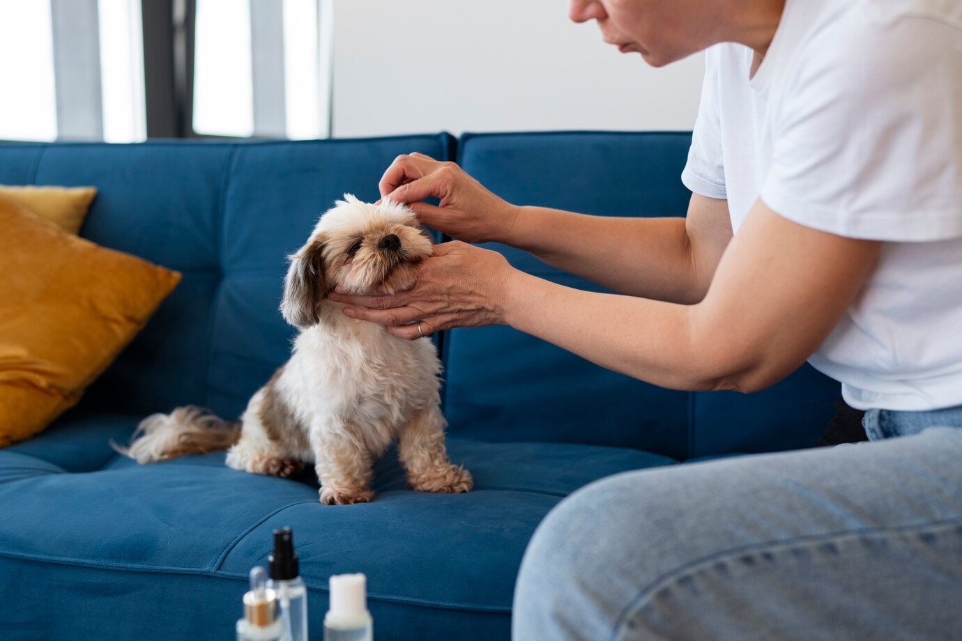 cbd oil for dogs